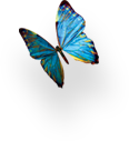 پروانه