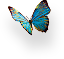 پروانه